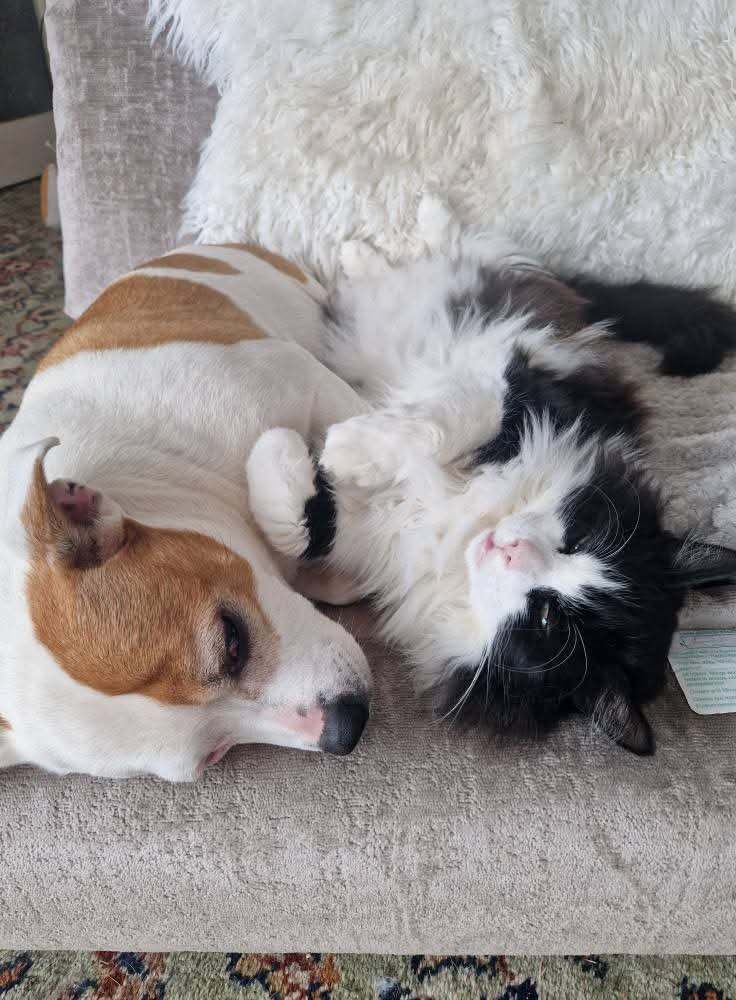 Rental 2/3-bed wanted - must allow cats