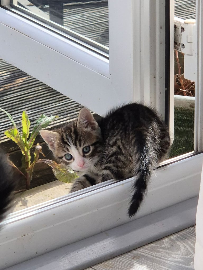 image for Beautiful male tabby kitten