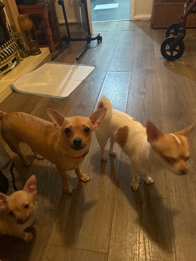 Chihuahua puppies 