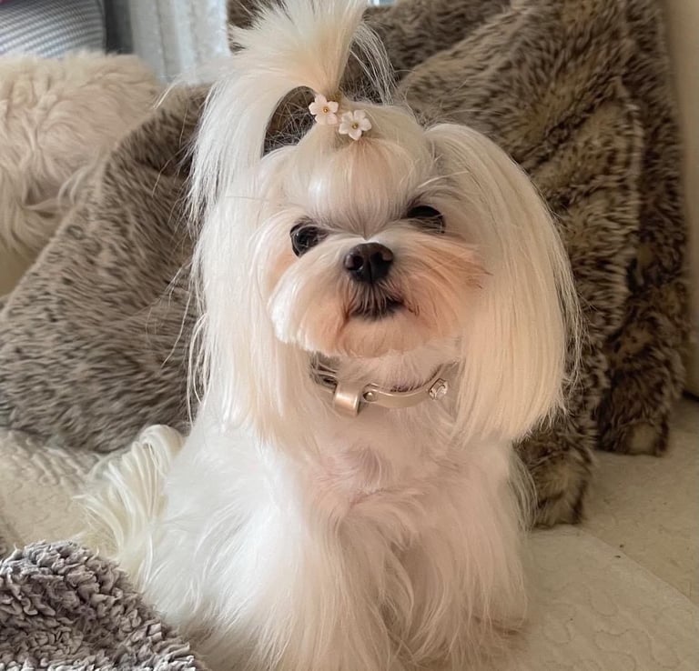 Gorgeous Tiny Maltese Puppies