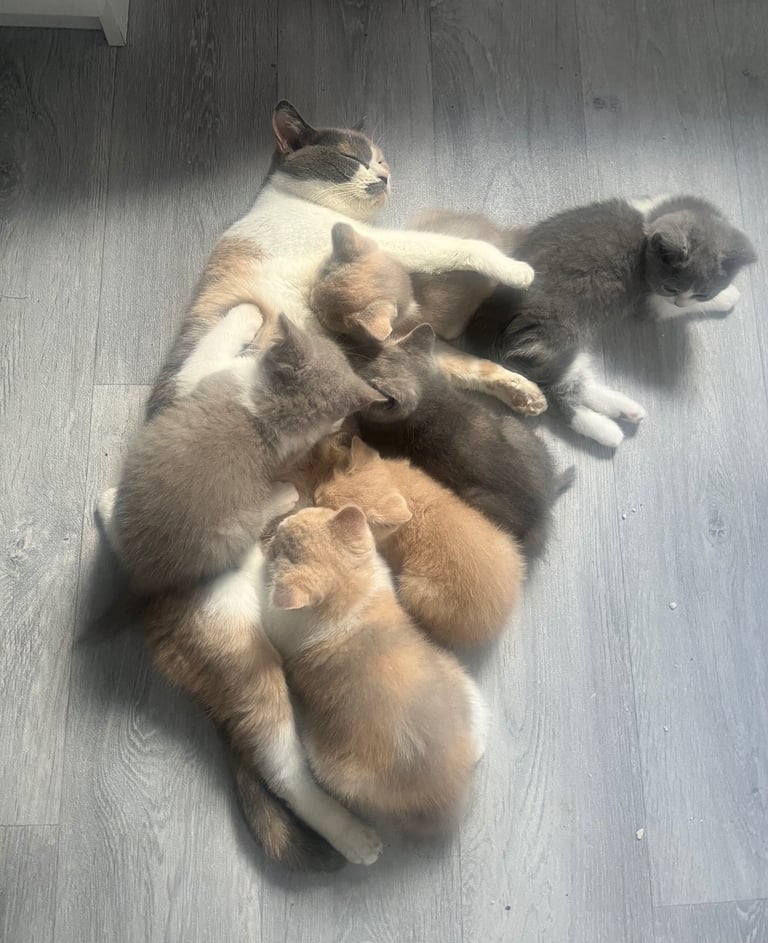 British Shorthair LAST GIRL 