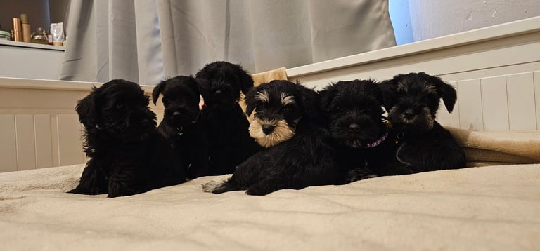 Miniature Schnauzer Puppies - 7 Adorable Girsl waiting for a loving forever homes. 