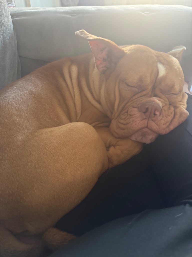 image for Old Tyme English Bulldog