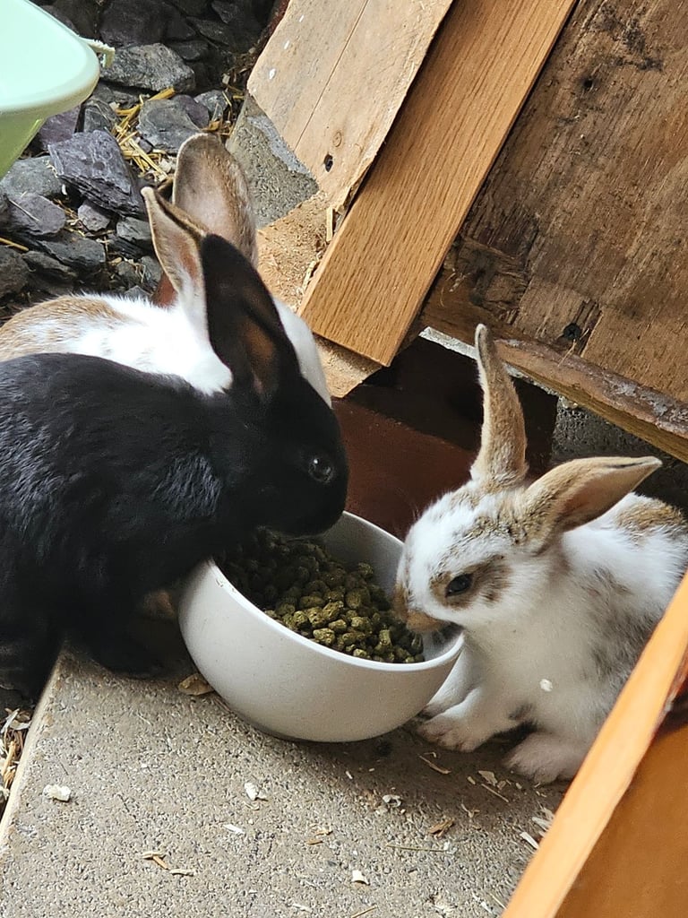 image for Little bunny