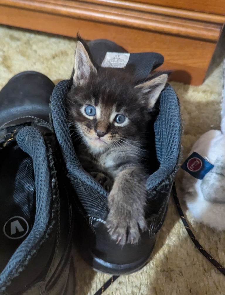 image for 🐾 Giant GCCF Maine Coon Kitties 🐾