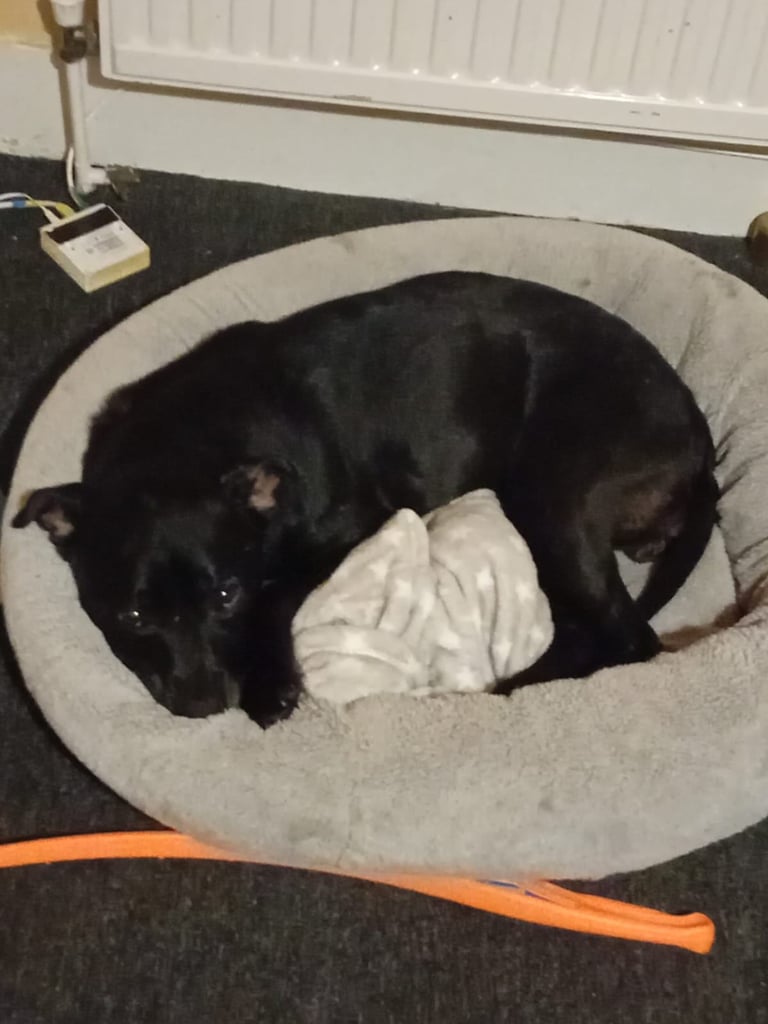 Female staffy name blue rehome