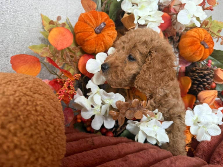 2 Gorgeous F2 Cockapoo puppies for sale 