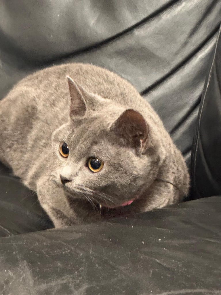 Two British short hair cats looking for new forever homes 