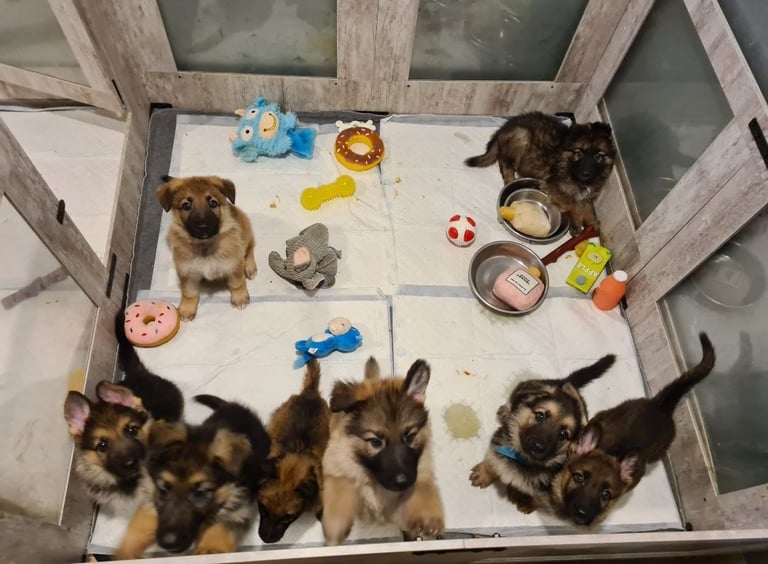 🐾 Adorable 8-Week-Old German Shepherd Puppies Ready for Their Forever Homes! 🐾