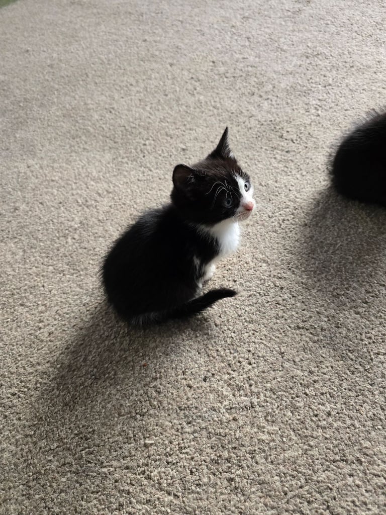 Kittens ready to leave now