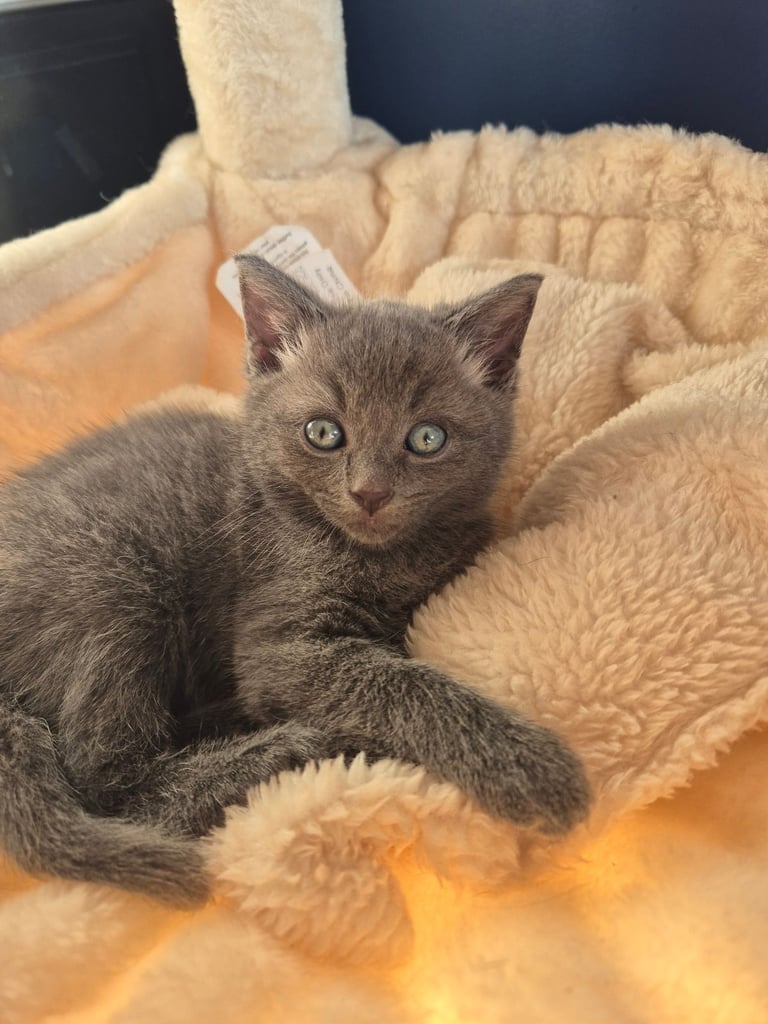 image for Gray ragdoll cross kittens 
