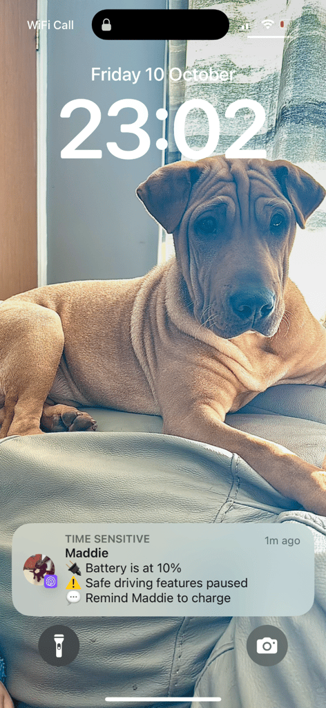 1 year old sharpei/Bagel