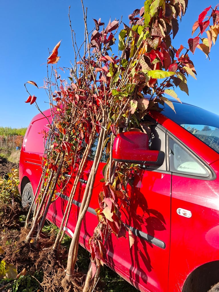 image for Flowering cherry Amanogawa trees 