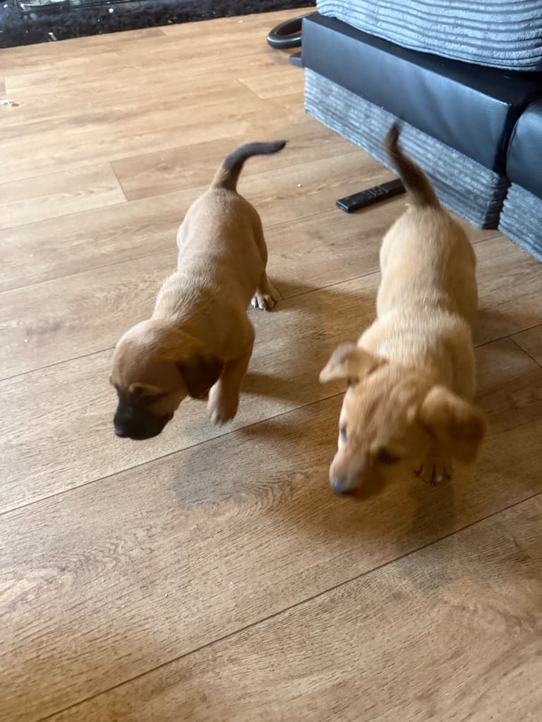 Saluki cross Rottweiler puppies 