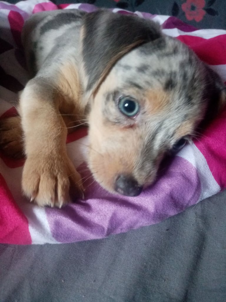 Dachshund miniture