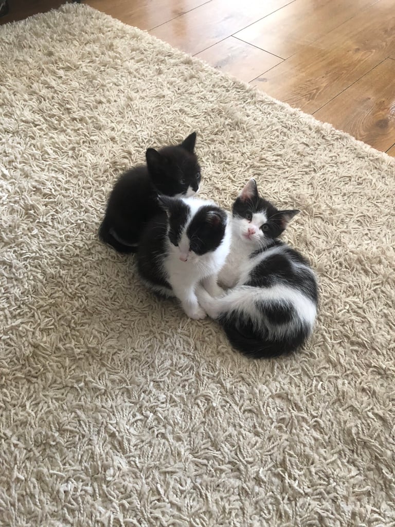 Beautiful friendly Kittens looking for a loving home 