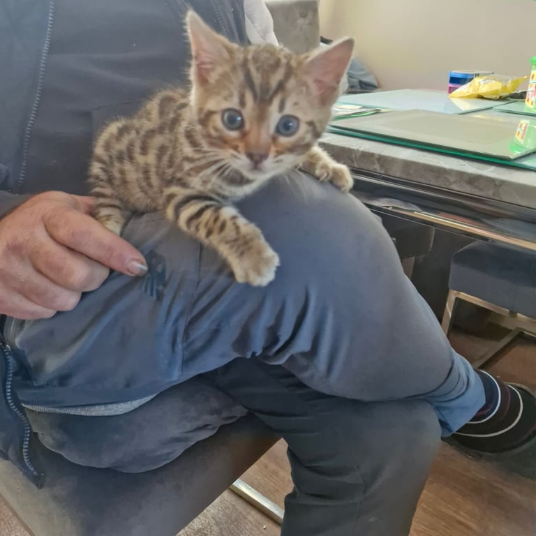 Bengal kitten 