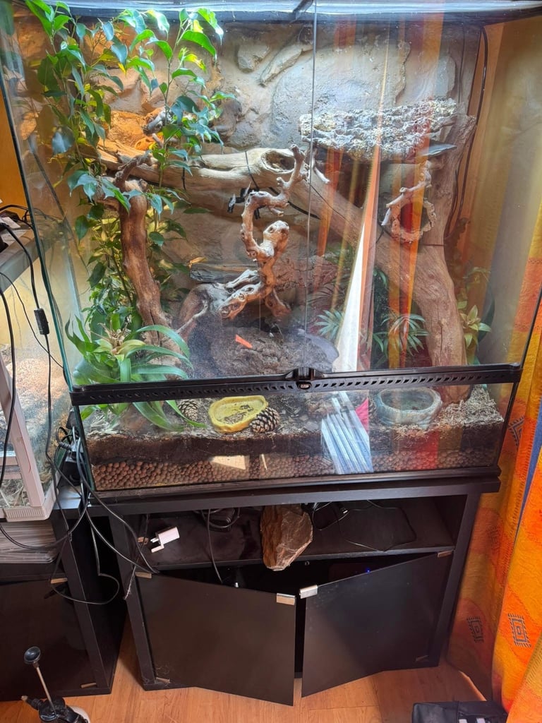 Pink tongue skinks with enclosure 