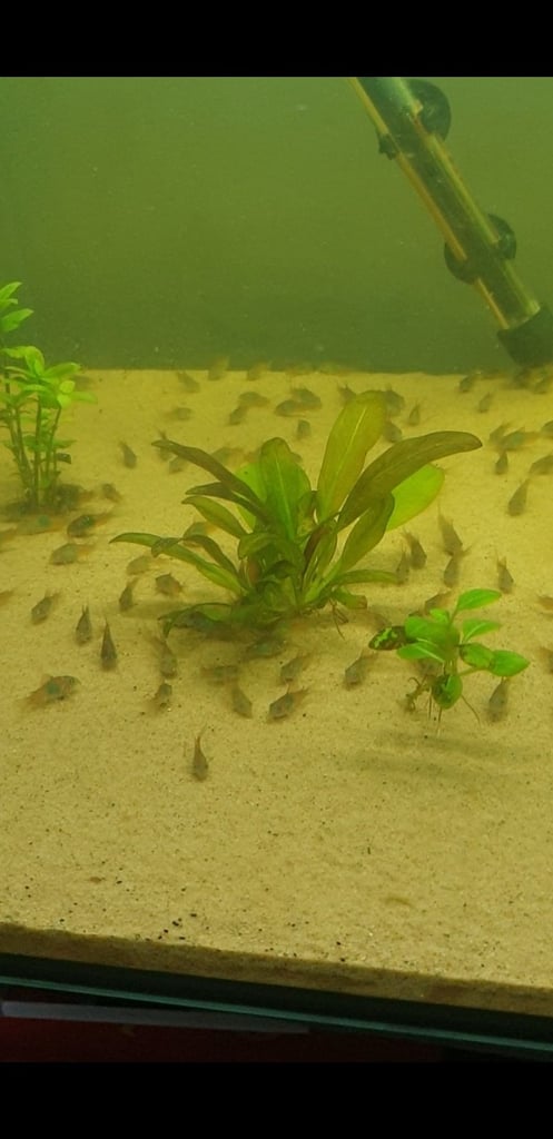 Tropical fish Angelfish,corydoras,super reds long fins plecos,shrimps, and l397 plecos 