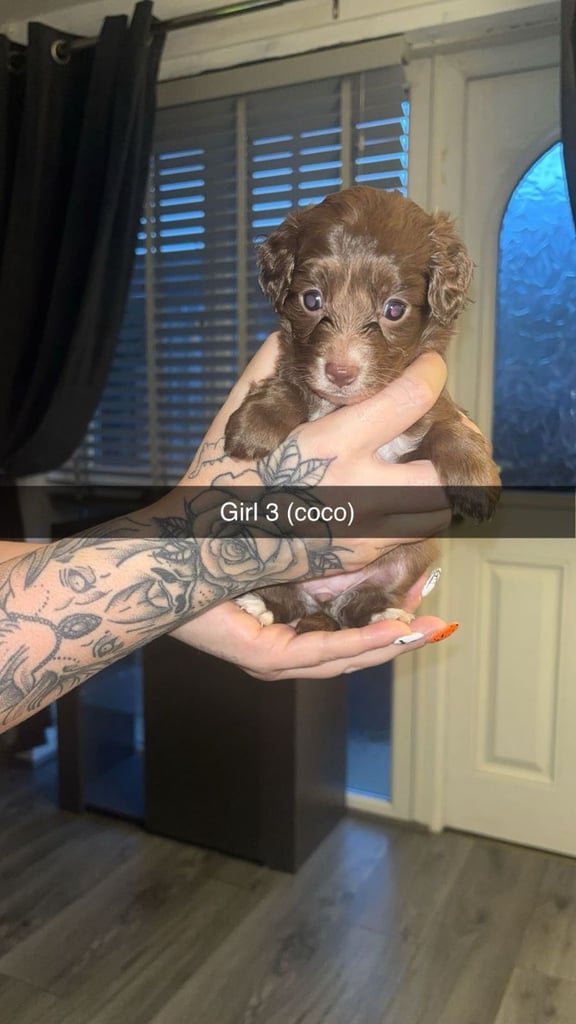 Cockapoo puppies for sale 