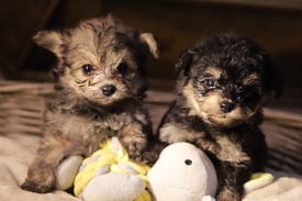 poodle X pomeranian puppies available now 