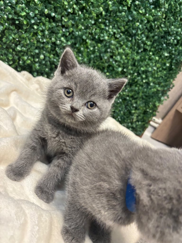 💕British Shorthair Blue Kittens💕