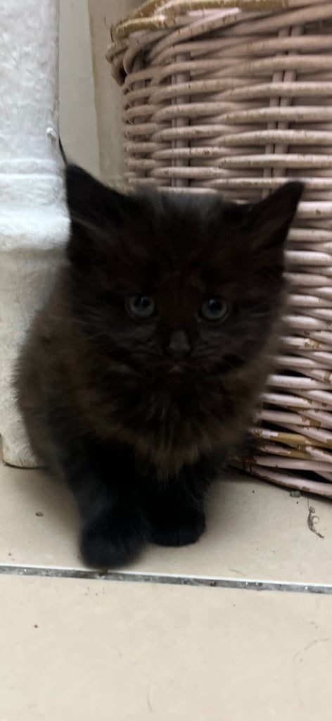 Fluffy Kittens For Sale (1 LEFT) 