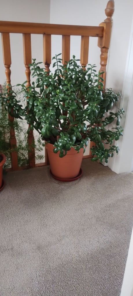 image for Large Money Plant