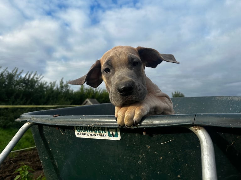 Baby Great Dane With Kids Gave Birth Newborn Great Dane Puppies