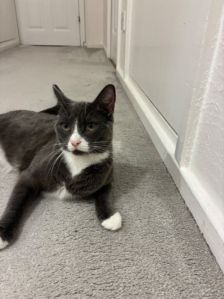 12 month old female cat for sale