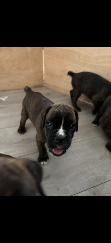 KC Boxer puppies - bobtail & longtail 🐶🩷💙