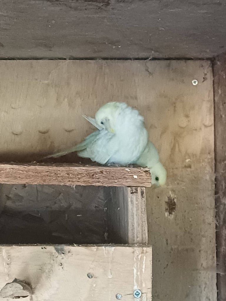 Cockatiels and rainbow budgies