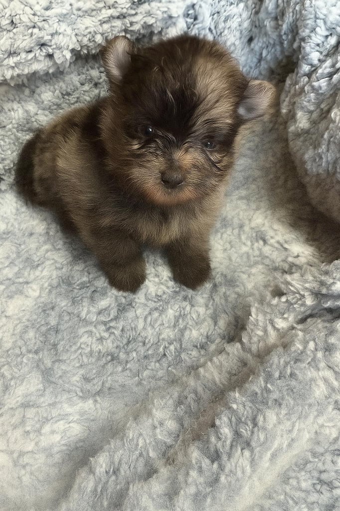 Very cute Pomeranian puppies 