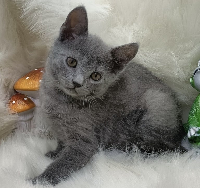 One Nebelung kitten boy available - Rare breed - last one - Last litter