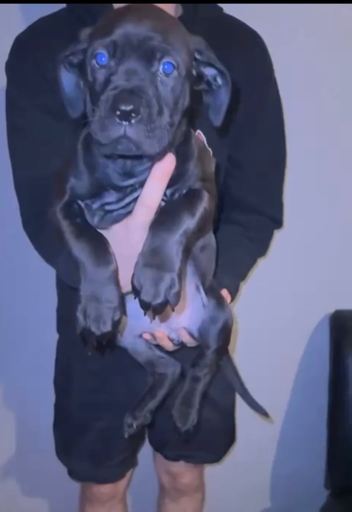Cane Corso puppies