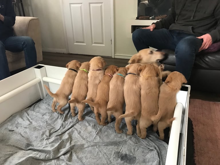 Labradoodle Puppies