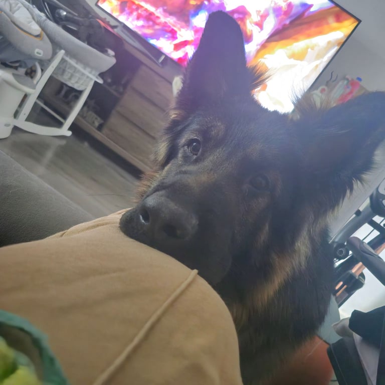 German Shepherd 3yo