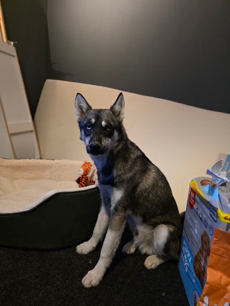 Siberian husky 6 months old