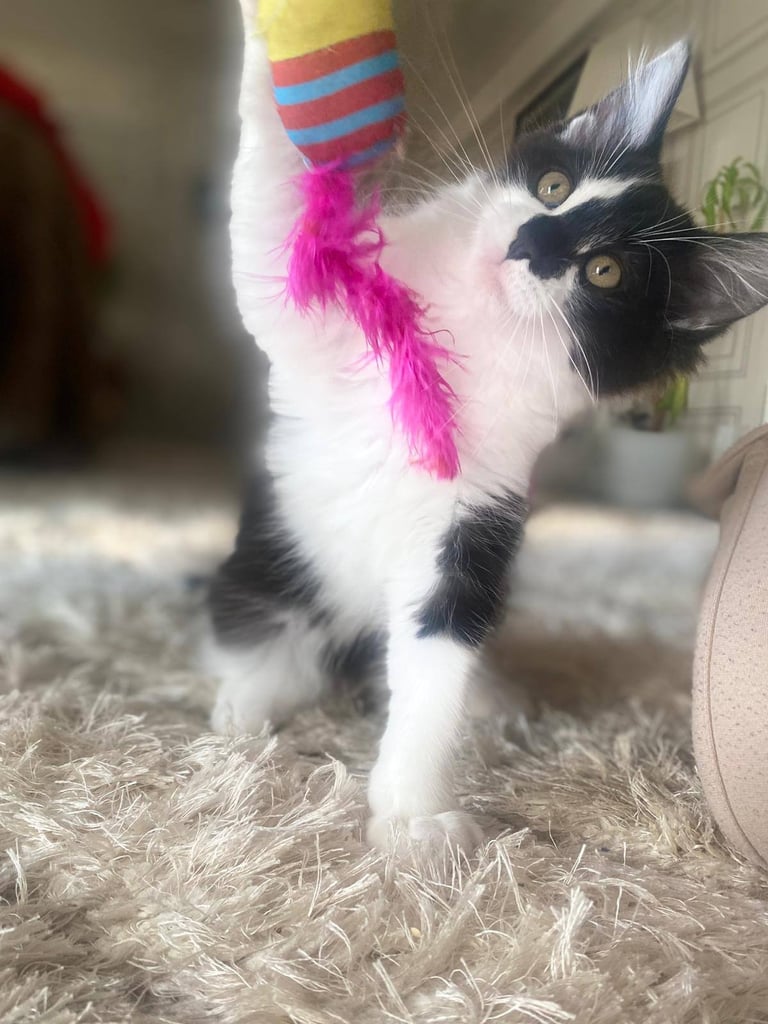 Turkish angorna kittens 😸 