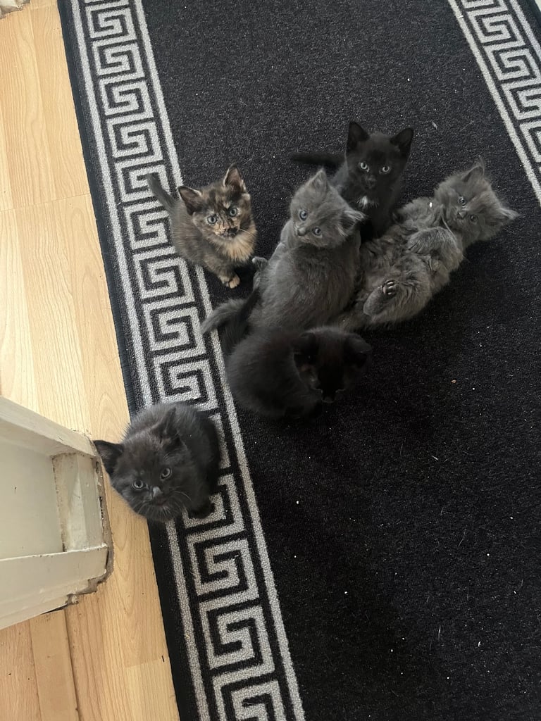 image for Playful kittens .Edgware 