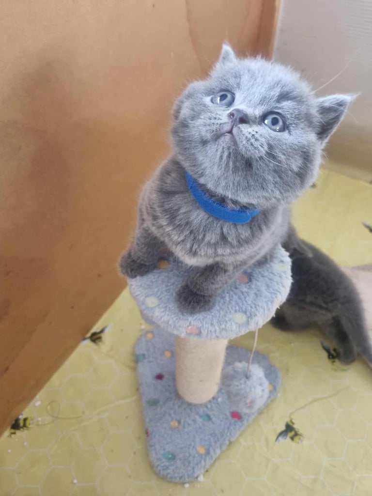 Beautiful British Shorthair kittens 