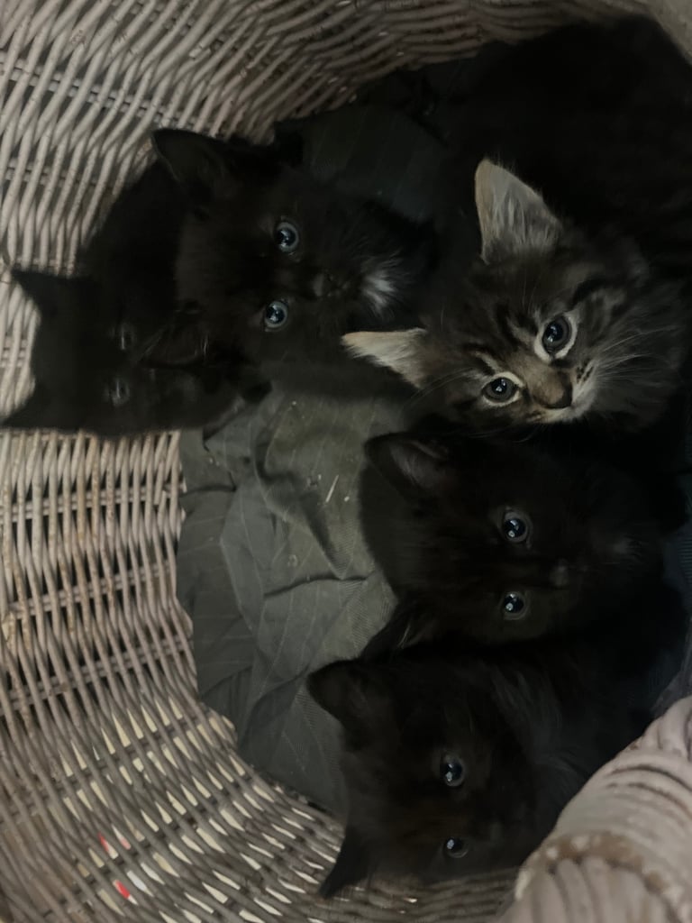 Fluffy Kittens For Sale (1 LEFT) 