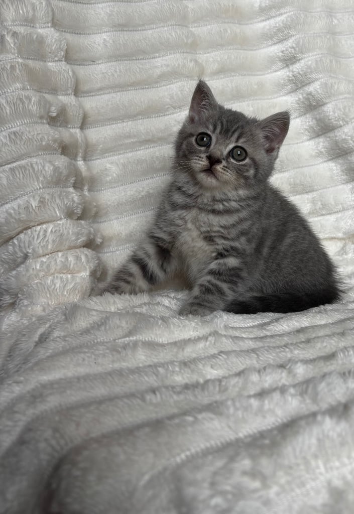 GCCF BRITISH SHORTHAIR & BRITISH LONGHAIR KITTENS