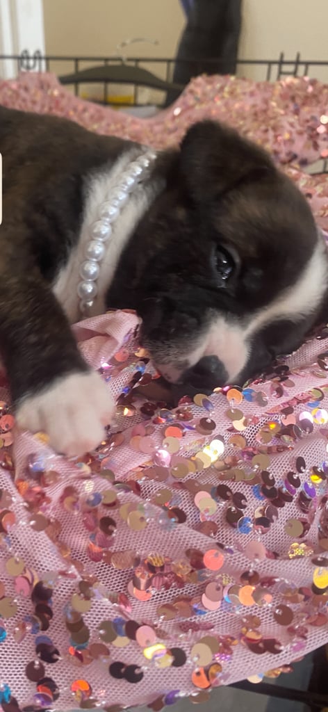 Beautiful pure stuffy puppies