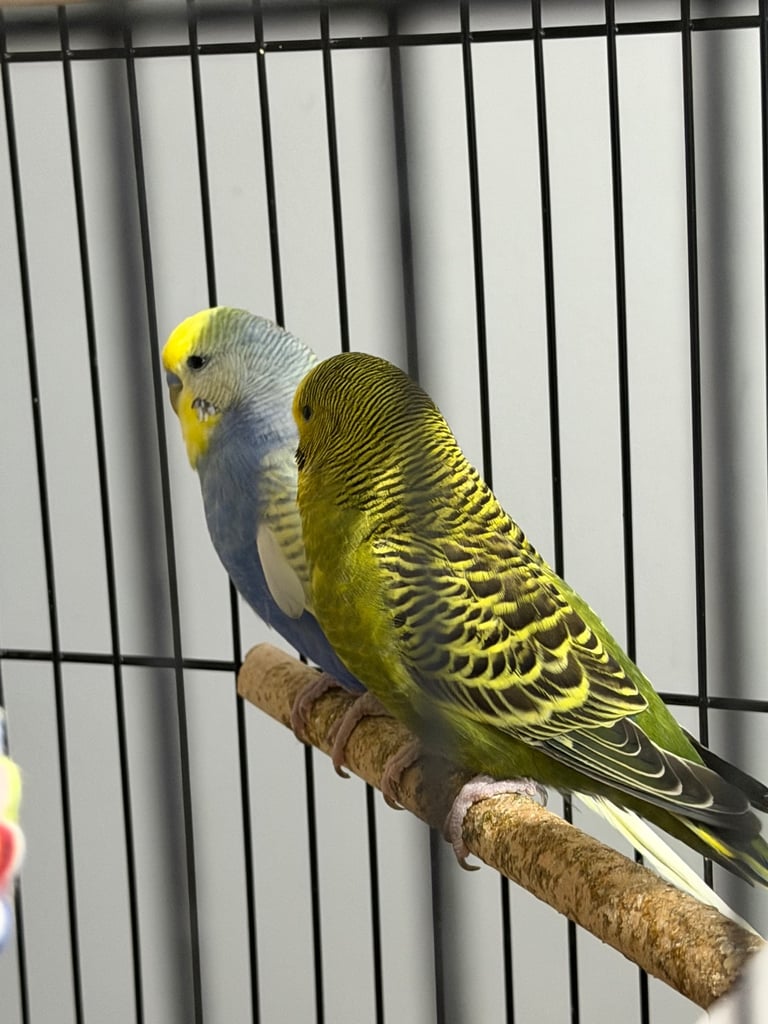 Two Lovely Budgies + Full Setup (Cage, Accessories, Food Containers, etc.)