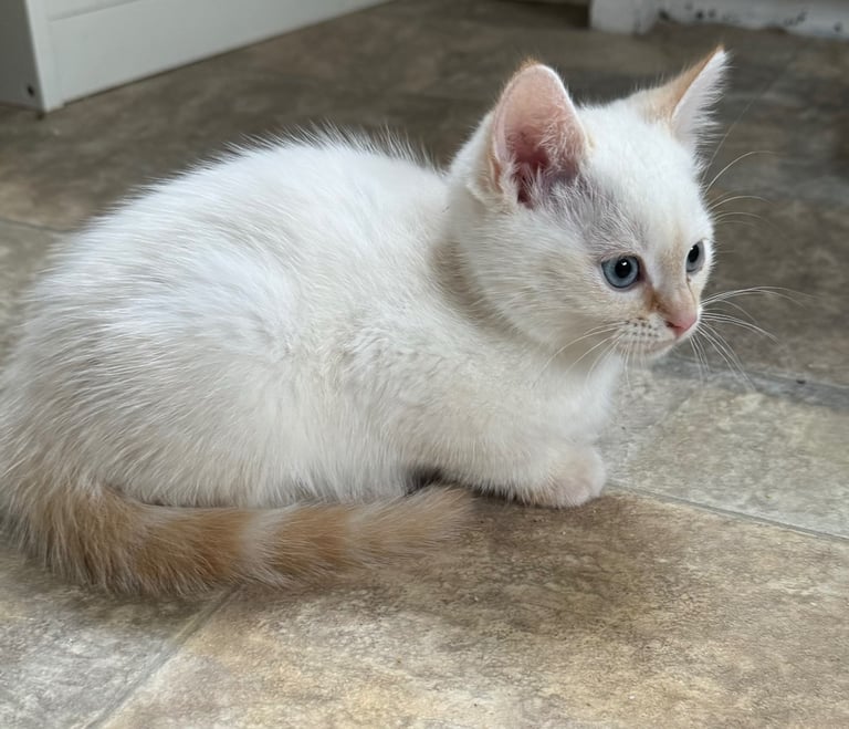 Flame point shorthair kittens 