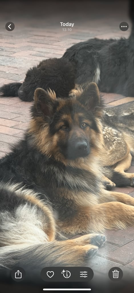 German Shepherd NOW READY TO GO 