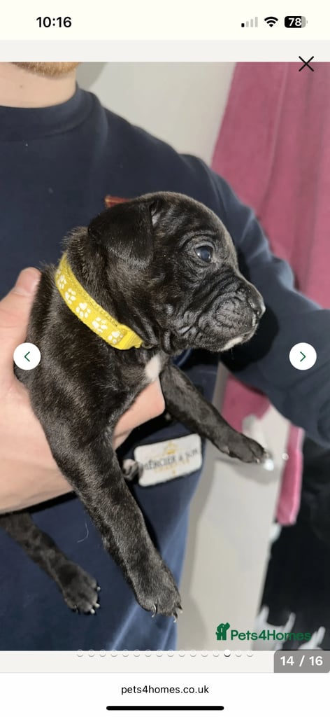 2x staff girls available 