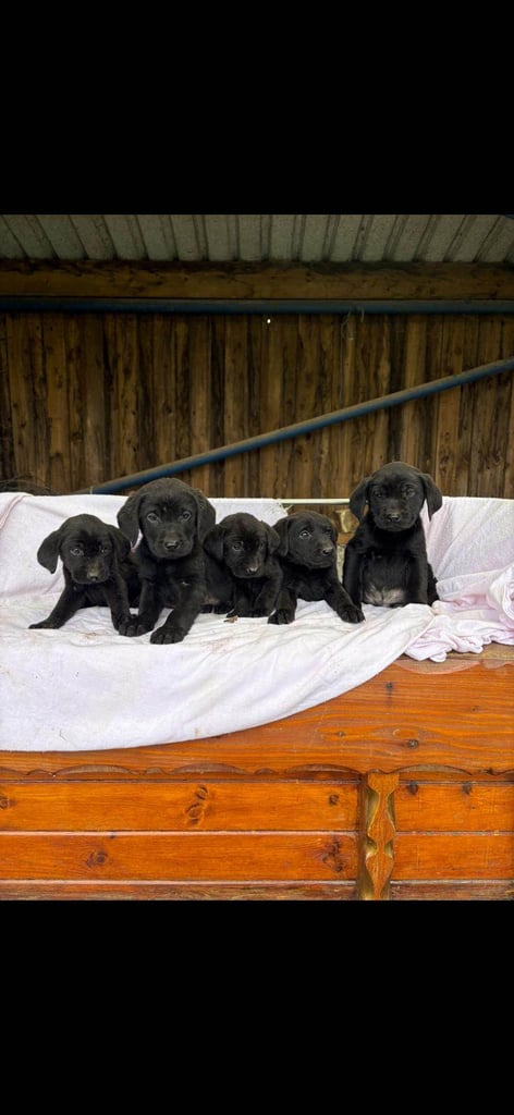 Labradore puppies