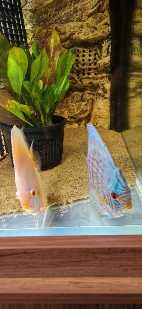 Discus pair for sale £150